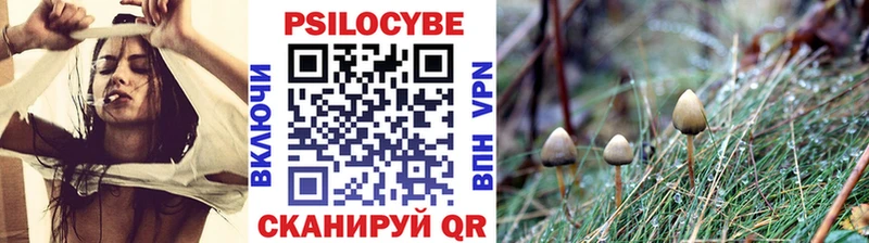 Псилоцибиновые грибы Psilocybine cubensis  Карачаевск 